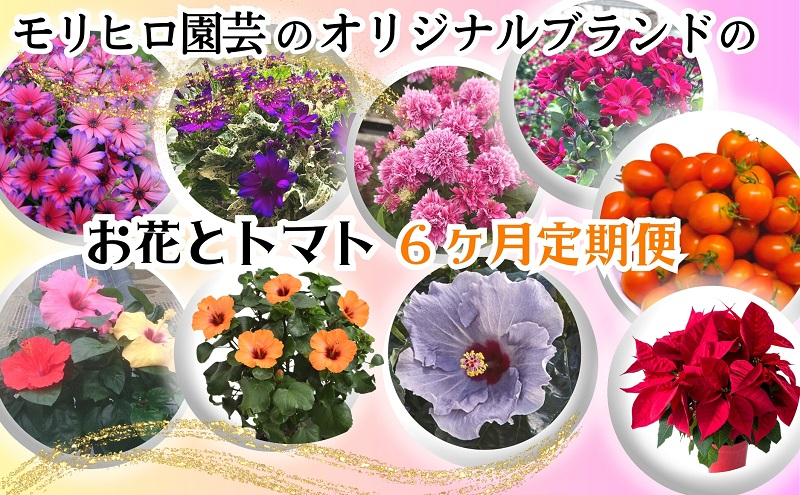 
モリヒロ園芸のオリジナルブランドのお花とトマト6ヶ月定期便
