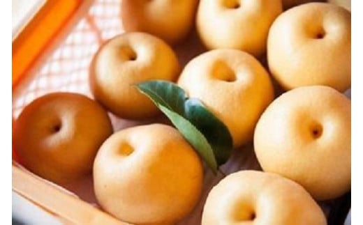 【先行受付】≪10～11月発送≫乙連沢梨園（阿久津さん）4.5kg箱　梨ギフト［にっこり］