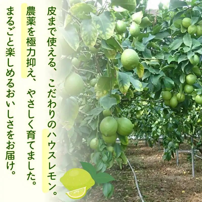 【農林水産大臣賞  先行予約 国産 レモン】グリーンレモン 2kg 大関農園  静岡県 牧之原市