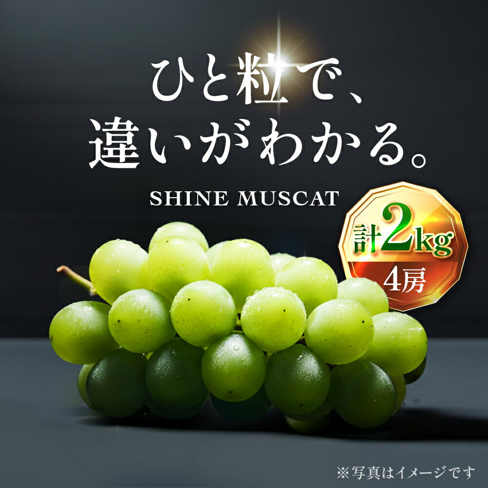 【ふるさと納税】【2026年先行予約】苗から厳選 シャインマスカット2kg(4房) 9月上旬～下旬発送 大粒 ぶどう ブドウ フルーツ 果物 くだもの おすすめ　お届け：2026年9月