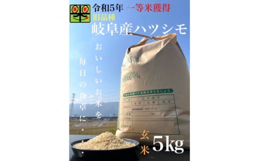 令和6年産　岐阜ハツシモ(旧品種)　5kg　玄米【1459559】