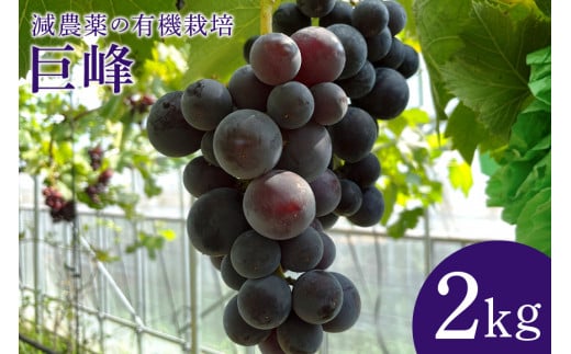 【数量限定・先行予約】 巨峰 2kg ぶどう ブドウ 葡萄 果物 フルーツ 国産 【8月20日～9月末発送予定】 70-F