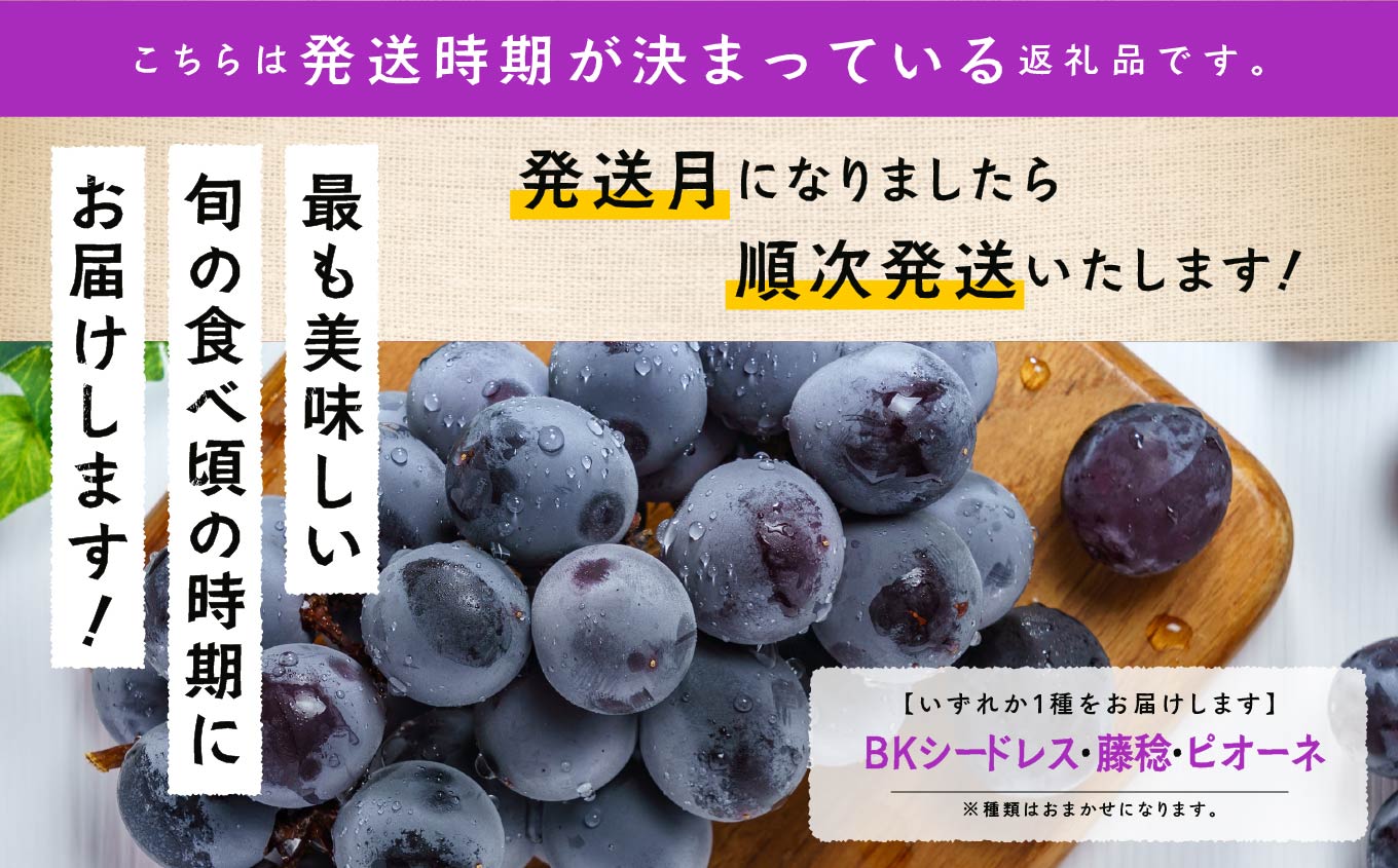 《2025年9月初旬以降発送》羽山のぶどうおまかせ 2房（1.4kg）【羽山果樹組合】