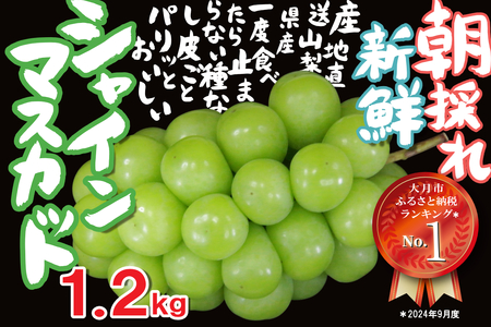 【2026年収穫分先行予約】 シャインマスカット 1.2kg ＼山梨県産 国産 ／ 特選 おすすめ 人気 予約 ギフト 産地直送 ぶどう 葡萄 果物 フルーツ くだもの シャイン マスカット お届け 贈答 新鮮 さんちゃんファーム