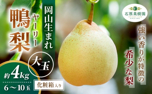
                  梨 ヤーリー梨 鴨梨 先行予約 大玉6～10玉 4kg 化粧贈答箱 赤秀 岡山県産 | ヤーリー梨 鴨梨 梨 特選品 上級品 贈り物 御歳暮 果物 くだもの フルーツ 石原果樹園 【ishk017-01】
                