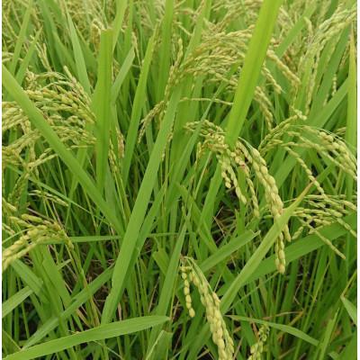 ふるさと納税 行方市 令和8年産新米【栽培期間農薬不使用】こしひかり玄米10kg |  | 03