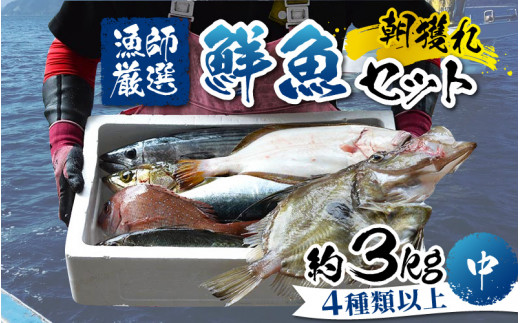 【先行予約】【朝獲り】漁師厳選 鮮魚セット (中) 4種類以上 約3kg【2026年4月以降発送再開】 魚 詰め合わせ  鮮魚ボックス  直送  鮮魚 新鮮 煮物 焼き物 お造り 刺身 晩酌 食卓 BBQ 急速冷凍 真空パック 鮮魚セット 詰合せ 鮮魚店 厳選 お任せ 鮮度 産直 海鮮 加熱用 福井県 南越前町 越前 盛り合わせ おまかせ 送料無料 さへい 河野 越前 北陸
