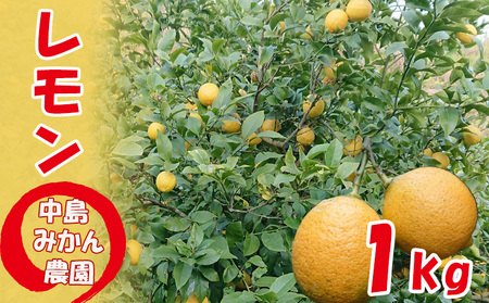 【順次】家庭用 レモン 約1kg 中島みかん農園 ｜レモン 柑橘 レモン 柑橘 レモン 訳あり レモン 無添加【NM002】