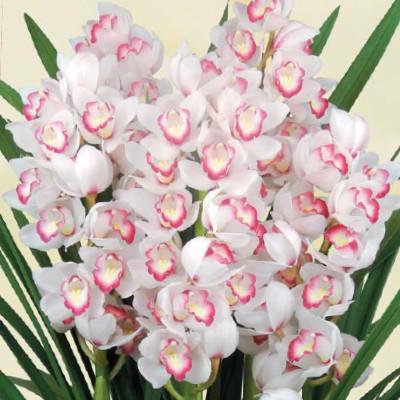 ふるさと納税 美馬市 洋ラン　おまかせシンビジウム鉢物 5本立