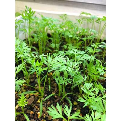 ふるさと納税 須崎市 園芸好きの方におススメの野菜が美味しくなる栄養剤アクティブアミノ500ml×1本 |  | 02