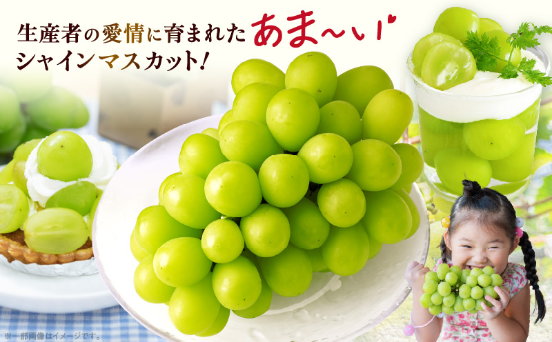 【2026年発送先行受付】訳ありシャインマスカット 約2kg　2〜6房 訳あり シャインマスカット マスカット ぶどう ブドウ 葡萄 果物 フルーツ 期間限定 新鮮 くだもの 国産 ギフト お裾分け 