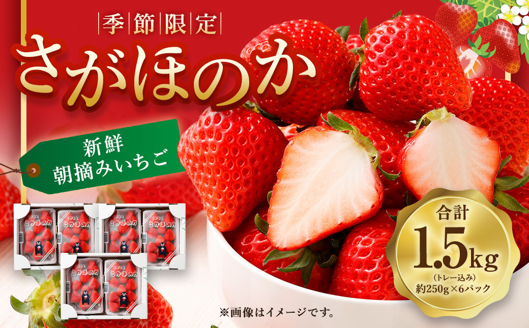 
季節限定！ 新鮮朝摘みいちご「さがほのか」約1.5kg （250g×6パック）だいこく農園【2025年1月上旬～3月下旬発送】合計1.5kg いちご イチゴ 苺 ストロベリー
