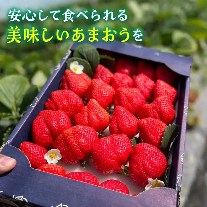 【先行予約】津田くん農園のあまおう 1kg VDG001 あまおう