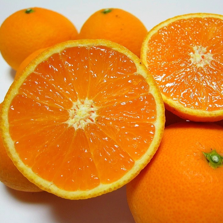 【先行予約】【春の美味】【農家直送】厳選!濃厚清見オレンジ 約5.1kg(5kg+100g(痛み補償分)) ※2026年2月下旬～3月下旬頃に順次発送予定 ※北海道・沖縄・離島への配送不可