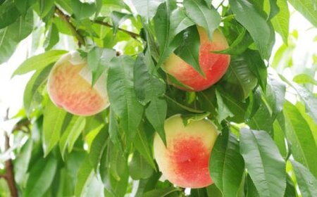 桃 【農園直送】朝採れ和歌山の桃　約4kg・秀品【2026年6月下旬～2026年8月上旬頃に順次発送予定】【TM168】【TM006-tec911B】