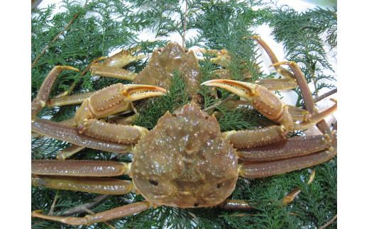 【訳アリ】松葉ガニ（生）2枚（計1.6kg以上）【年内配送】《ずわいがに　かに　カニ　蟹》