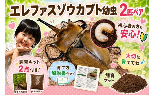 【虹色Farm】エレファスゾウカブト 幼虫2匹(ペア) ～初心者の方も安心！飼育キット２点付(育て方解説書・飼育マット)｜京都 カブト 人気［ カブトムシ エレファスゾウカブト 幼虫 ペア オス メス 飼育キット 説明書付 人気 おすすめ 自由研究 夏休み 体験 自然 昆虫 虫 お取り寄せ 通販 送料無料 ふるさと納税 ］