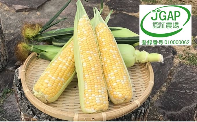 【2026年発送】しあわせの黄色いコーンバイカラー12本入