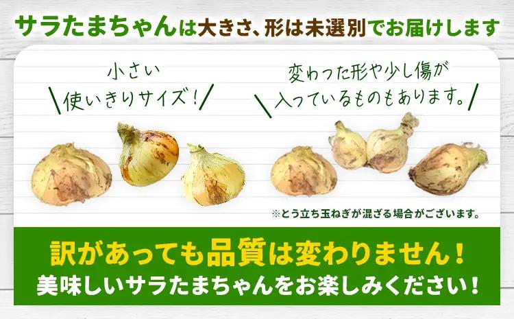 玉ねぎ 訳あり 節減対象農薬 当地比5割減 サラダ玉ねぎ (S-2Lサイズ) 5kg《3月下旬-4月下旬頃出荷予定》熊本県 葦北郡 津奈木町 篠原農園 野菜 たまねぎ 自然栽培