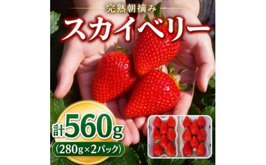 
                  頬張る幸せ★大粒 「スカイベリー」 560g (280g×2P)選べる 回数 定期便| 澳原いちご農園 栃木県 矢板市
                