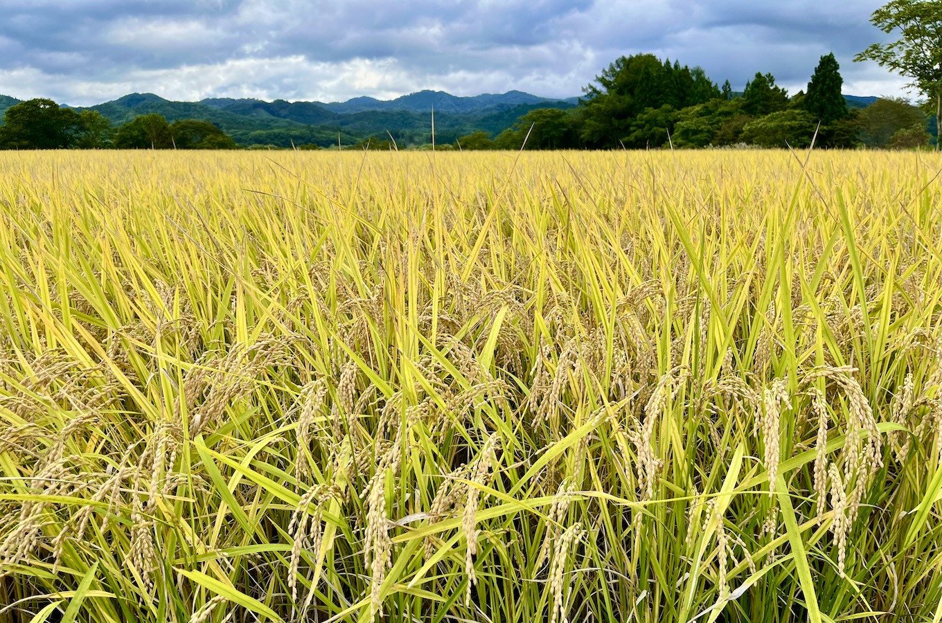 アースコネクトは土壌が豊かな西和賀町沢内太田地区を中心に活動しています