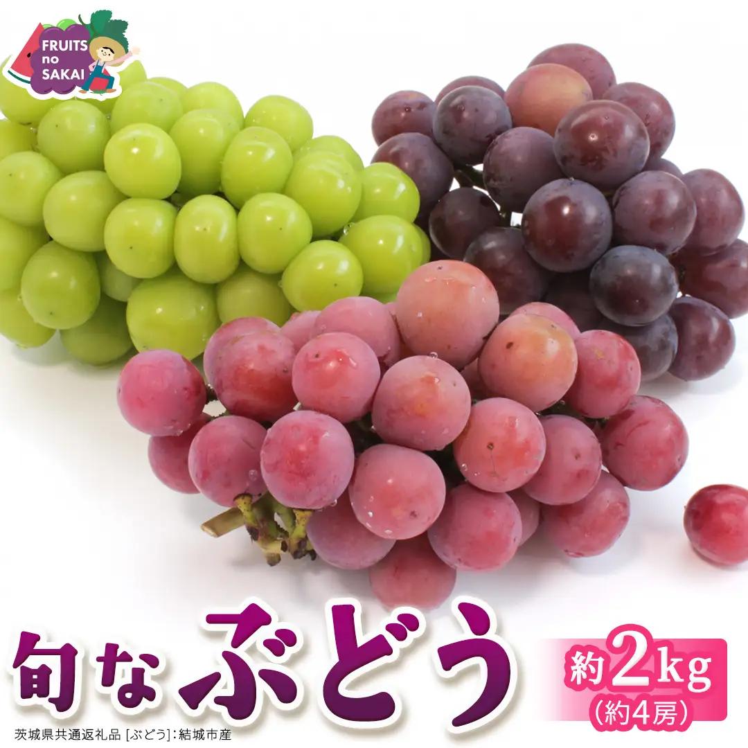 旬なぶどう 品種おまかせ 約2kg(約4房)【2026年8月より発送開始】（茨城県共通返礼品 [ぶどう]：結城市産） │ ぶどう 旬 おまかせ 詰め合わせ フルーツ 果物 巨峰 ピオーネ シャインマスカット ナガノパープル 我が道 ゴルビー