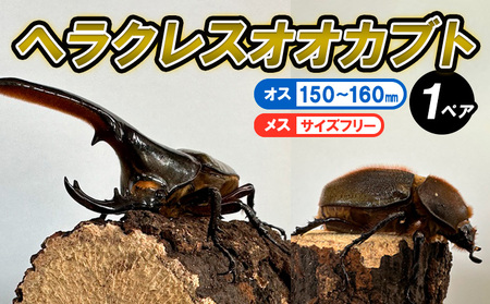 ヘラクレスオオカブト オス(150～160mm)・メス(サイズフリー) 1ペア FZ24-176