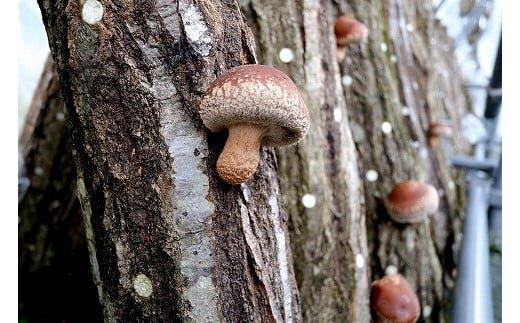 352.【冷蔵】原木しいたけ サンシェードプリンス　※北海道・沖縄・離島 以外への配送　※2025年12月中旬～2026年2月上旬頃に順次発送予定