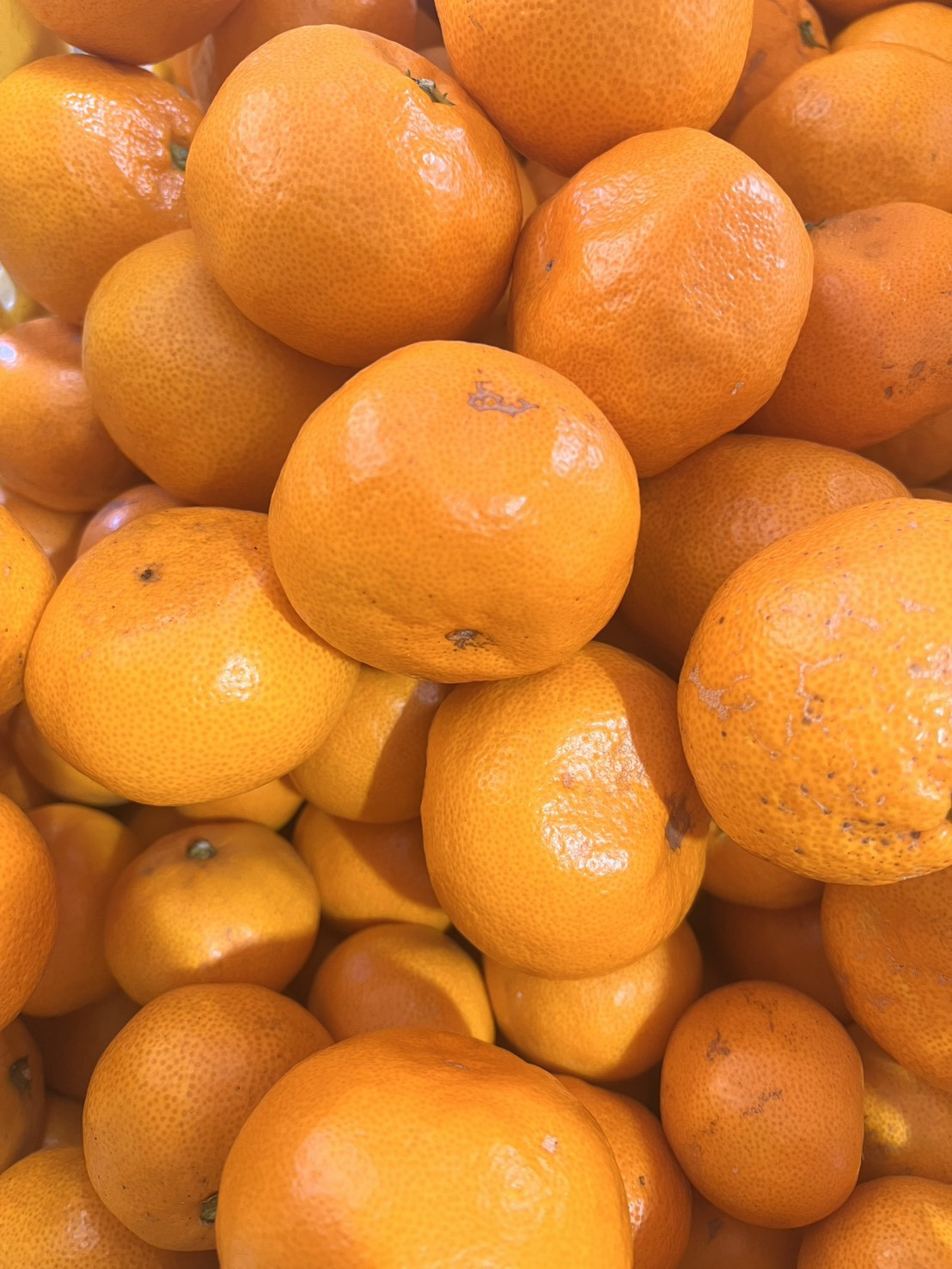 家庭用 大粒有田みかん 1kg (約7個～8個) DJ046_イメージ3