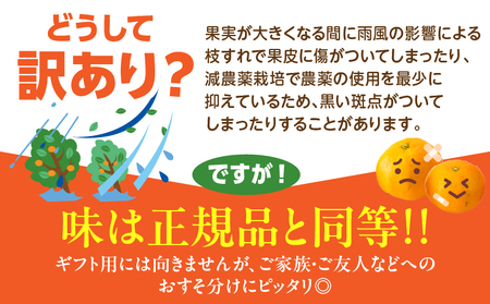 訳あり 数量限定 海藻木酢みかん 計10kg以上 傷み補償分付き フルーツ 果物 くだもの 柑橘 みかん　国産 期間限定 食品 家庭用 自宅用 B品 わけあり オレンジ デザート おやつ おすすめ お
