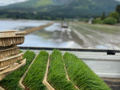 【定期便 6回】【令和7年度産】 米 里山のつぶ 12kg(2kg×6回) 白米 精米 ※沖縄・離島への配送不可