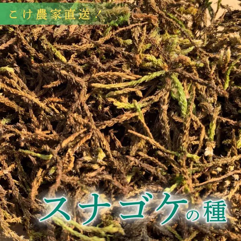  スナゴケ の 種5L 苔 コケ 【苔テラリウム】 牧之原市 静岡県