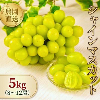 【全房糖度計測】糖度18度以上のみ出荷 シャインマスカット5kg(8～12房)2026年発送【配送不可地域：離島】