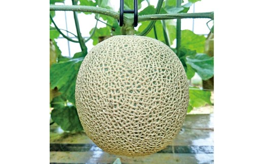 【数量限定】京都丹後産 セリーヌメロン 1玉入り（2026年7月～発送）※マスクメロン（アールスメロン）系　国産 旬 アールスメロン めろん メロン 青肉 1玉 期間限定 フルーツ くだもの 果物　AM00716