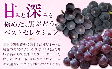 【先行予約】厳選 熊本県産のぶどうセット 約1kg 品種おまかせ ブラックビート ピオーネ 巨峰 【メロンドーム】 有限会社七城町特産品センター熊本県 菊池市 果物 フルーツ ぶどう ブドウ 葡萄 セ