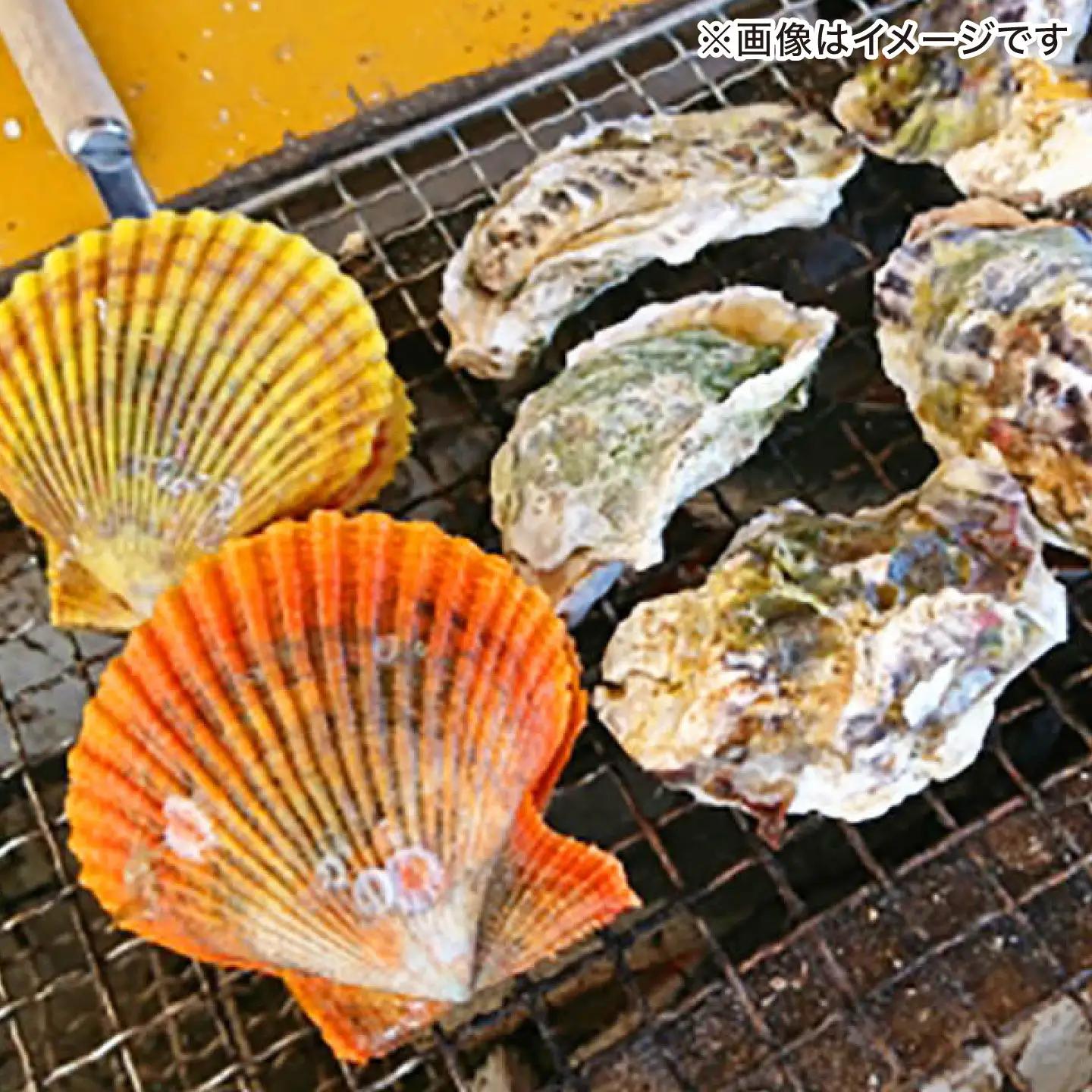 対馬産ひおうぎ貝 6パック（4枚入り） 貝  BBQ 小分け [WAC061]