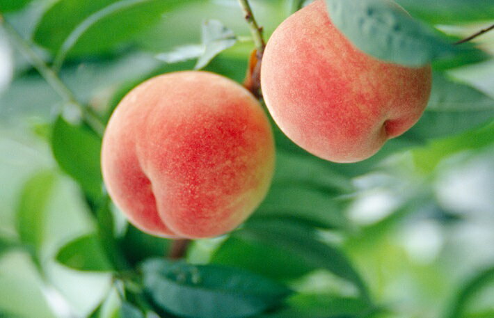 【ふるさと納税】【R8.9月より順次発送】食の都庄内 桃 5～9玉（入金期限：2026.8.20）先行受付 国産 果物 くだもの フルーツ 冷蔵 山形 ふるさと納税