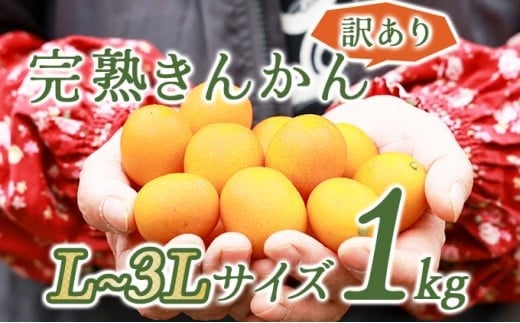 KU446 ＜先行予約＞【訳あり】完熟きんかん１kg 【玉様ファーム】