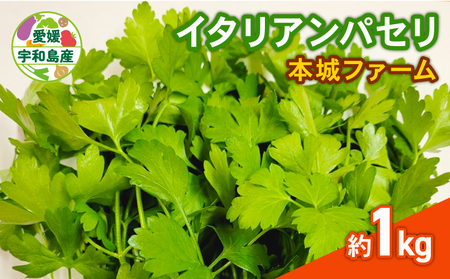 イタリアンパセリ 1kg 本城ファーム ハーブ 生パセリ パセリ ぱせり はーぶ 香草 水耕栽培 野菜 やさい 美味しい 新鮮 薬味 スパイス 調味料 パスタ スープ サラダ マリネ ドレッシング アレンジ いろいろ 農家直送 産地直送 数量限定 国産 愛媛 宇和島 F020-199004