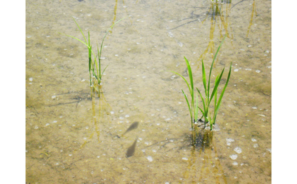 【令和7年産】富山県産こしひかり 育　引越しご挨拶C　白米1kｇ × 2袋セット　《南砺の逸品》