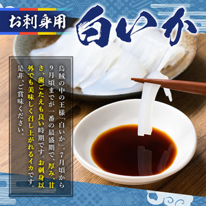 ＜平日着＞＜先行予約受付中！7月～9月上旬配送予定＞＜数量限定＞お刺身用白いか(4～6尾)イカ 魚 魚介 いか 刺身 期間限定 国産 鳥取 冷蔵【sm-AA015-A】【いたくら】