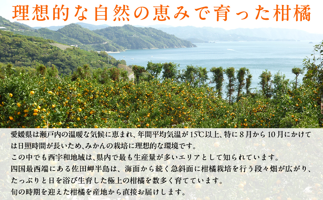 JAにしうわ みつる共選 「蜜る」5kg（2S～2L）2.5kg×2箱 ※離島への配送不可（2026年11月中旬より順次発送予定） IKTBC012