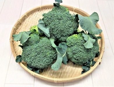 旬の野菜 詰め合わせセット 5品種 ( お楽しみ 産地直送 農家直送 季節 旬 おまかせ 春 夏 秋 冬 やさい サラダ 新鮮 玉ねぎ 人参 じゃがいも ピーマン 大根 なす キャベツ 等 豊浦町 川