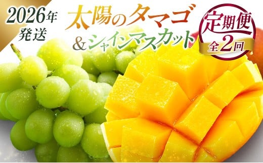 ＜2026年発送＞ フルーツ 定期便 太陽のタマゴ シャインマスカット 完熟 マンゴー ぶどう 先行予約 初夏 秋 旬 果物 全2回