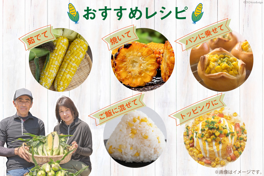 AJ454【令和8年度出荷分】 とうもろこし スイートコーン イエロー 2kg 5本 2Lサイズ [ トウモロコシ コーン ゴールドラッシュ 野菜 2キロ さかいさんち SAKAI FARM 長崎県 