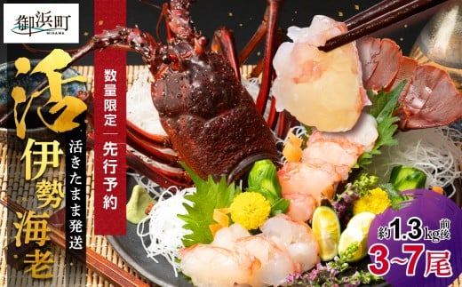 文恵丸水産の熊野灘産活伊勢海老　豊漁コース 3～7尾 約1.3kg前後【魚介 伊勢海老 伊勢えび 海老 えび 活き 三重県 御浜町】