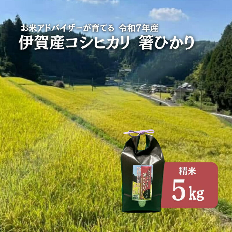 【ふるさと納税】先行販売！令和7年度産　伊賀産コシヒカリ　極上　箸ひかり(精米)5kg　お届け：2025年9月下旬～2026年5月末