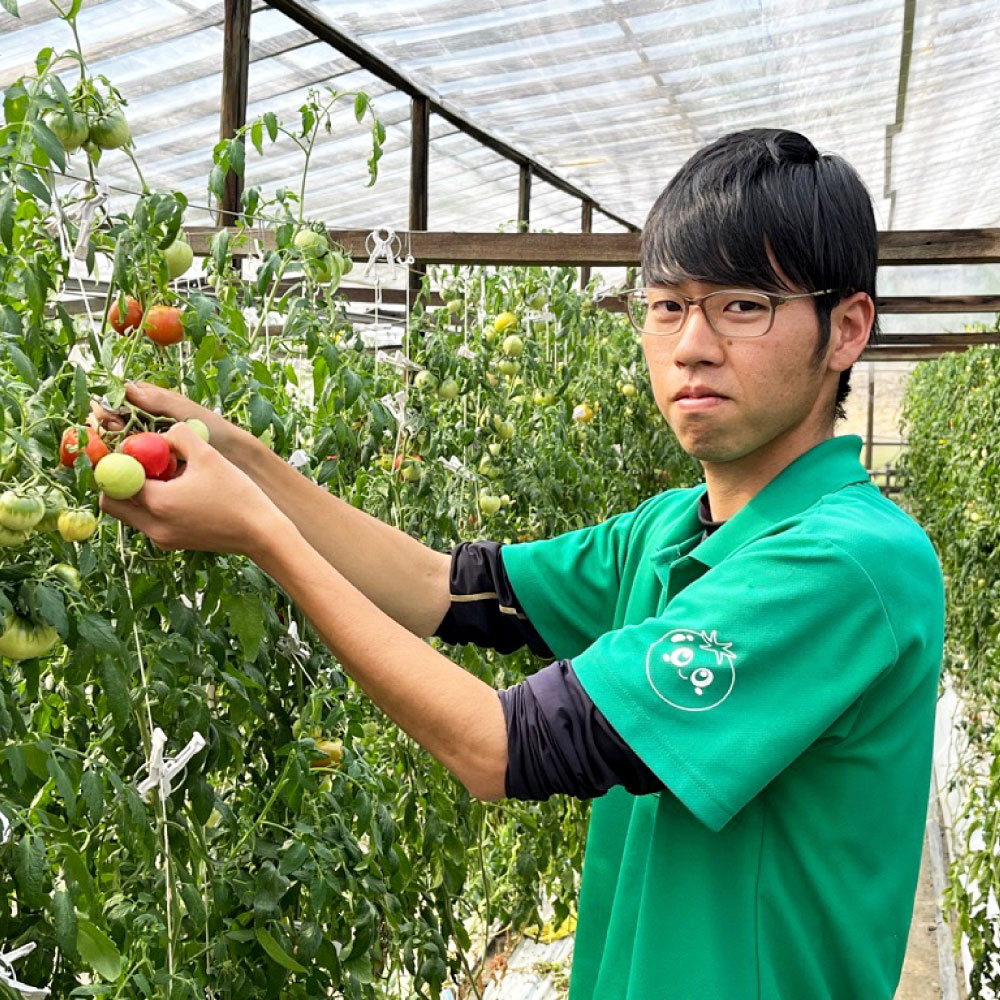 ＜先行予約＞糖度9度以上 フルーツトマト しんちゃんトマ