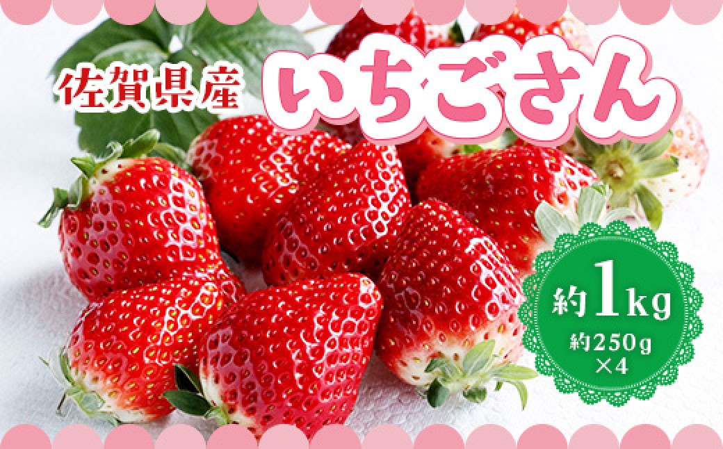 
                  【いちごさん】佐賀県産いちご 約1kg いちご イチゴ 苺 ストロベリー  果物 フルーツ 新鮮 果汁 甘い あまい 佐賀県 太良町 【2027年2月上旬～3月下旬発送予定】 NB46
                