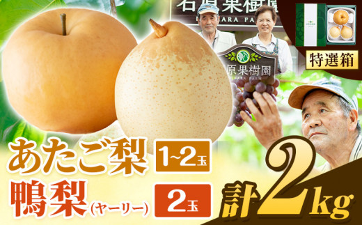 【先行予約】梨 なし 2kg 梨 あたご梨 1玉 2玉 鴨梨 2玉 贈答箱 石原果樹園 くだもの フルーツ 《2025年11月中旬-2026年1月上旬頃より発送予定》岡山県 浅口市 岡山県産 果物 フルーツ 梨 詰め合わせ 贈答用